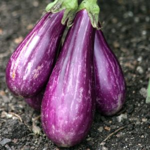 Aubergine bicolore