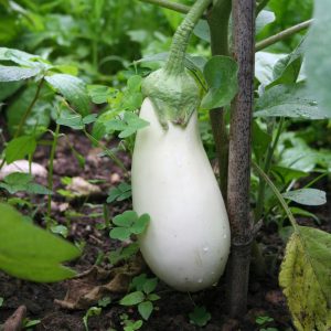 Aubergine blanche