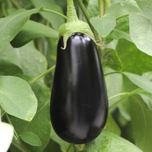 Aubergine violette