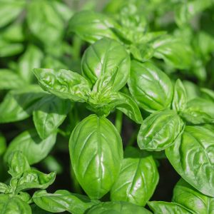 Basilic