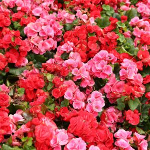 Bégonia mélange de coloris