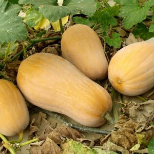 Butternut