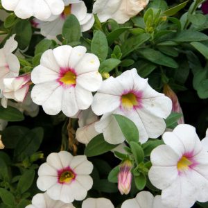 Calibrachoa blanc
