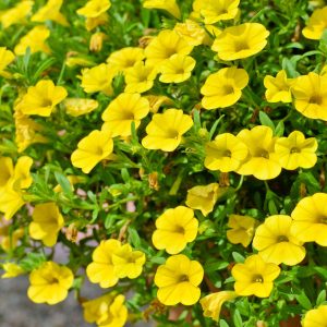Calibrachoa jaune
