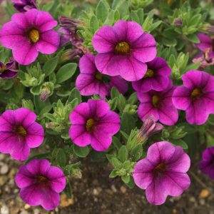 Calibrachoa rose