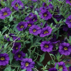 Calibrachoa violet