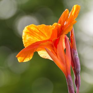 Canna divers coloris