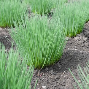 Ciboulette (en pot)