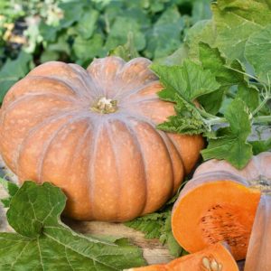 Courge musquée de Provence