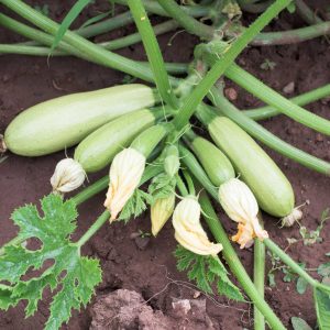 Courgette blanche