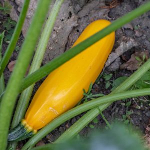 Courgette longue jaune