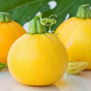 Courgette ronde jaune