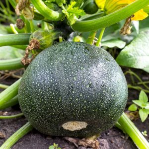 Courgette ronde verte