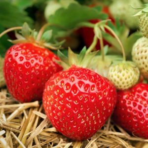 Fraisier Mara des bois