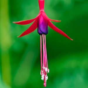 Fuchsia rouge et violet