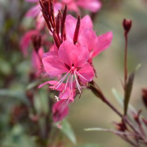Gaura rose