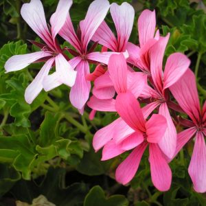 Géranium lierre