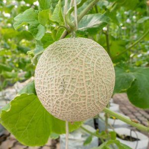 Melon