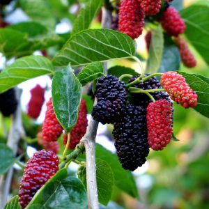 Mûrier