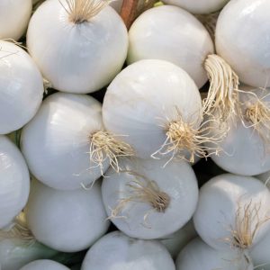Oignon blanc motte