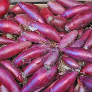 Oignon rouge long (Simiane) botte environ 50 plants
