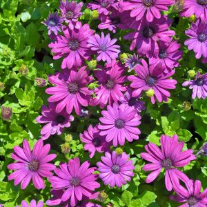 Ostéospermum