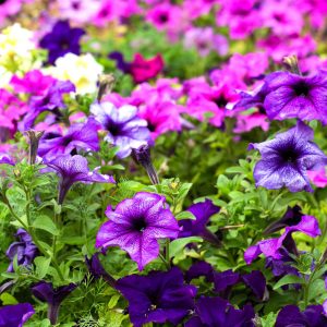 Pétunia mélange de coloris