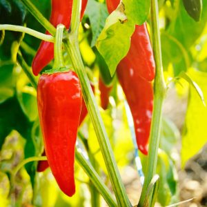 Piment Basque