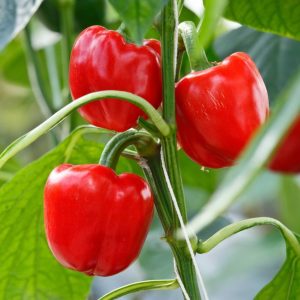 Poivron rouge