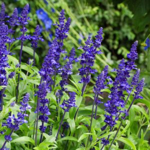 Sauge vivace bleue