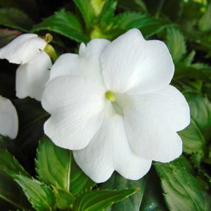 Sunpatiens blanc
