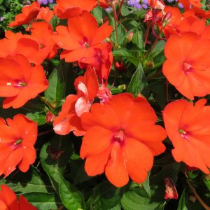 Sunpatiens orange
