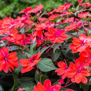 Sunpatiens rouge