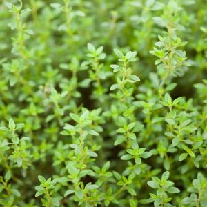 Thym citron (en pot)