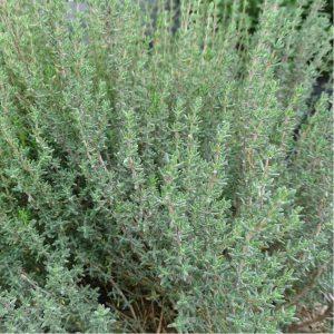 Thym (en pot)
