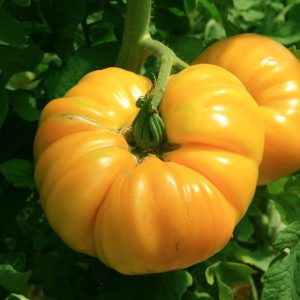 Tomate Ananas