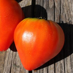 Tomate Cœur de bœuf