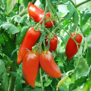 Tomate Cornue des Andes