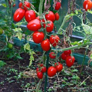 Tomate Pendelotte