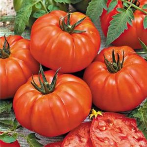 Tomate Steack