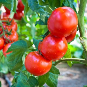Tomate ronde classique