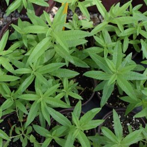 Verveine Tisane (en pot)