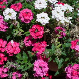 Verveine mélange de coloris