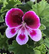 Pélargonium
