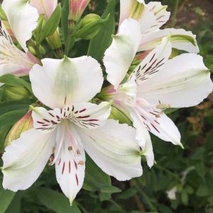 Alstroeméria blanc