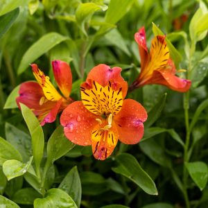 Alstroeméria orange