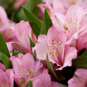 Alstroeméria rose