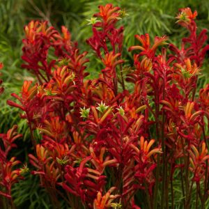 Anigozanthos