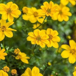 Bidens jaune ou bicolore