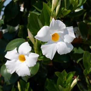Dipladenia blanc